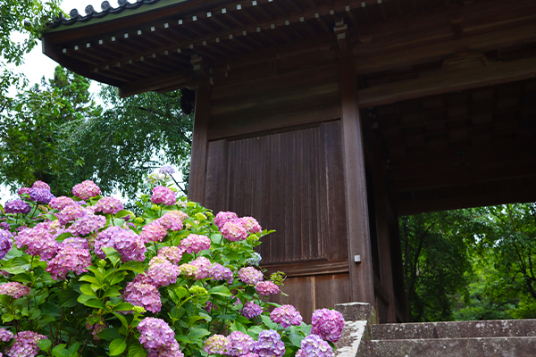 あじさい が見ごろの長野市若穂の蓮台寺へ E特産ネット